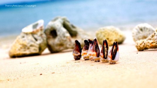 shell Thenny feliciano 2 copy