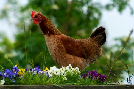 Bainley Bank Chicken