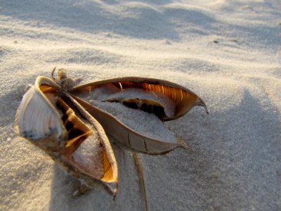 Yucca Pod