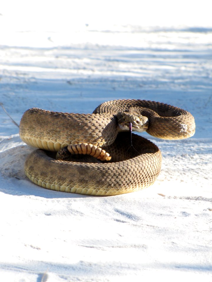Prairie Rattlesnake
