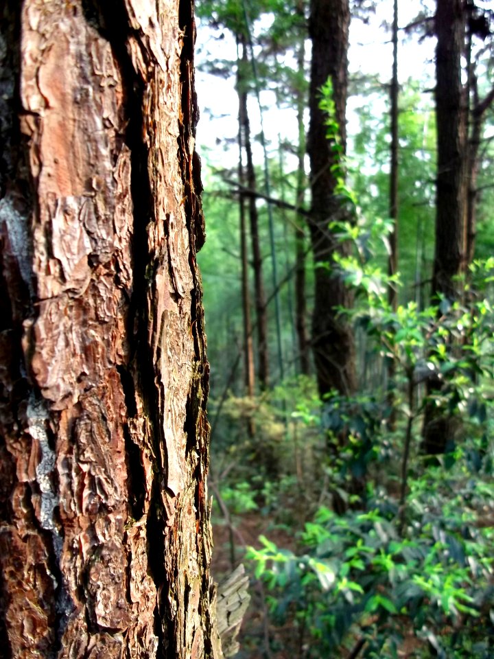 Trees on Hunanese Mountain