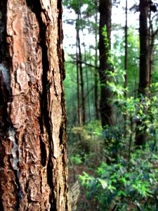 Trees on Hunanese Mountain