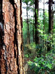 Trees on Hunanese Mountain photo