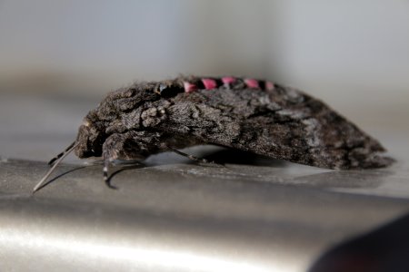 Agrius Cingulata