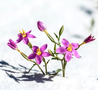 Gypsum Centaury