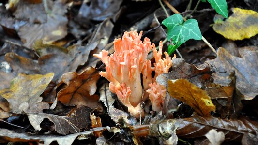 Forest autumn coral fungus