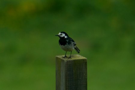 Patient Wagtail
