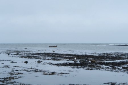 Seaweed and Sea