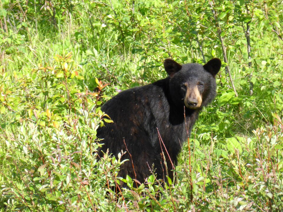 Animal wildlife nature