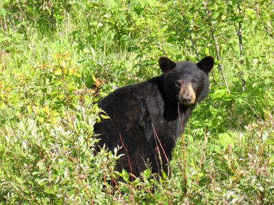 Animal wildlife nature