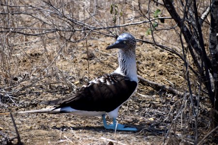 Blue feeted boobies photo