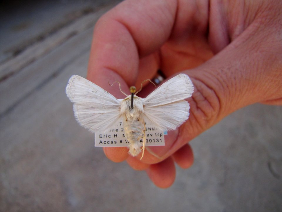 Euxoa lafontainei