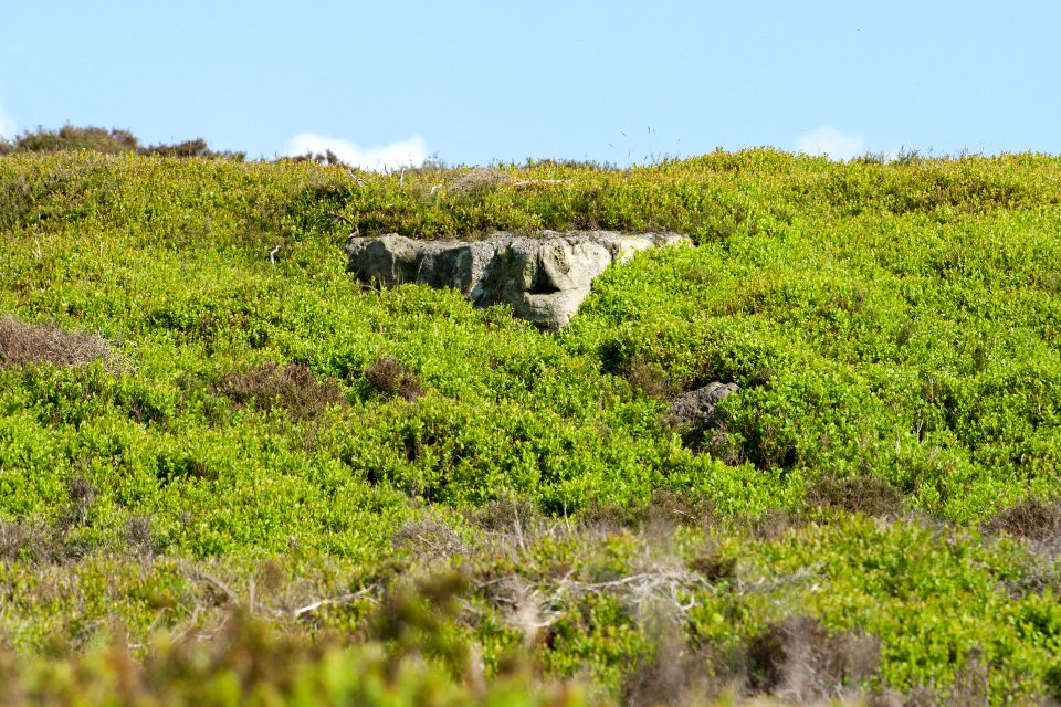Heather and Stone