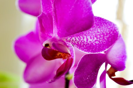 Orchid photo