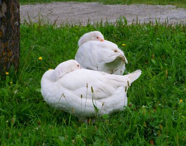 Domestic geese poultry rest