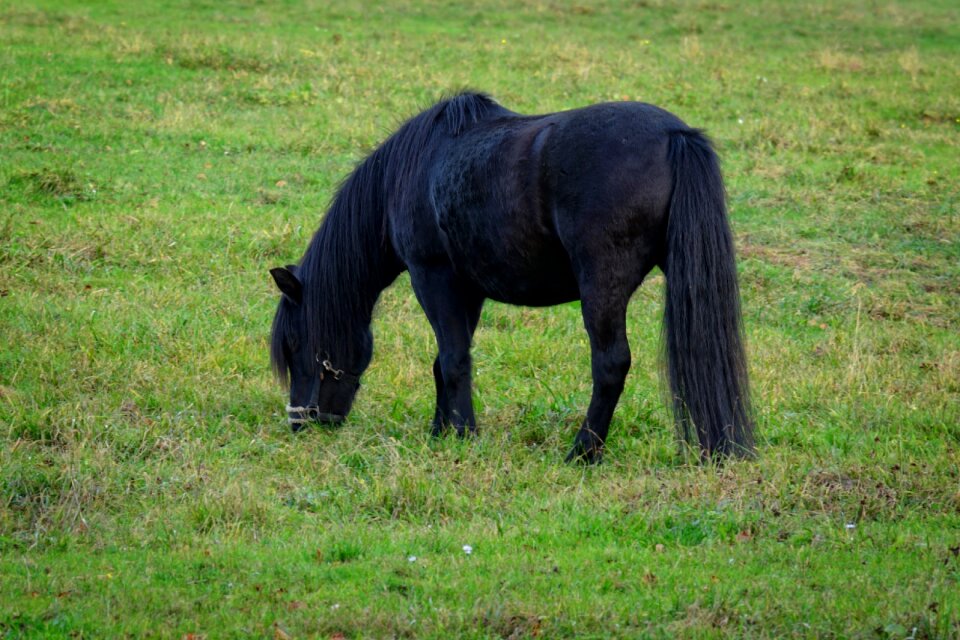 Eat pasture meadow