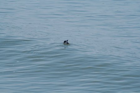 Diving Gannet