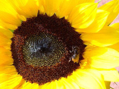 Bee sprinkle yellow photo