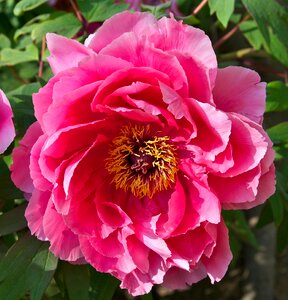 Red floral blossom