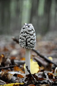 Forest autumn coprinus