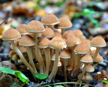Forest autumn coprinus
