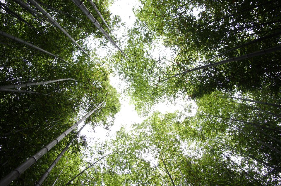 Nature vs grove plants
