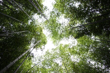 Nature vs grove plants