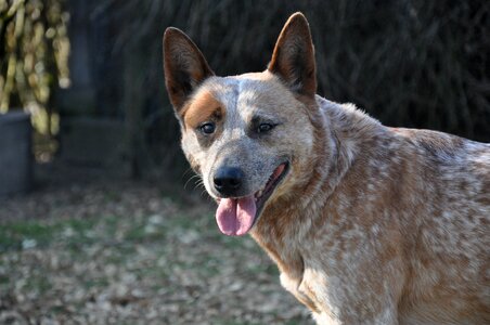 Animal australian cattle dog herding dog photo