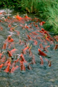 Salmon in a stream