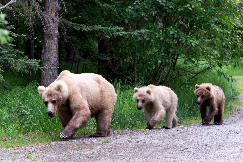 435 Holly 2 yearling cubs June 17, 2018