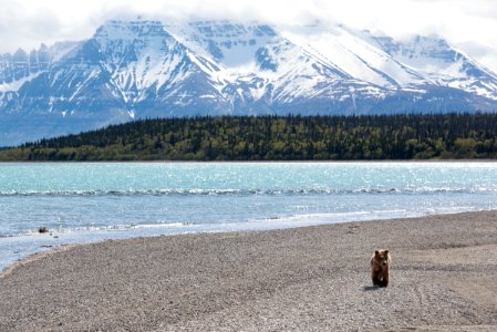 KATM Subadult brown bear near Naknek Lake with snowy mountains in background