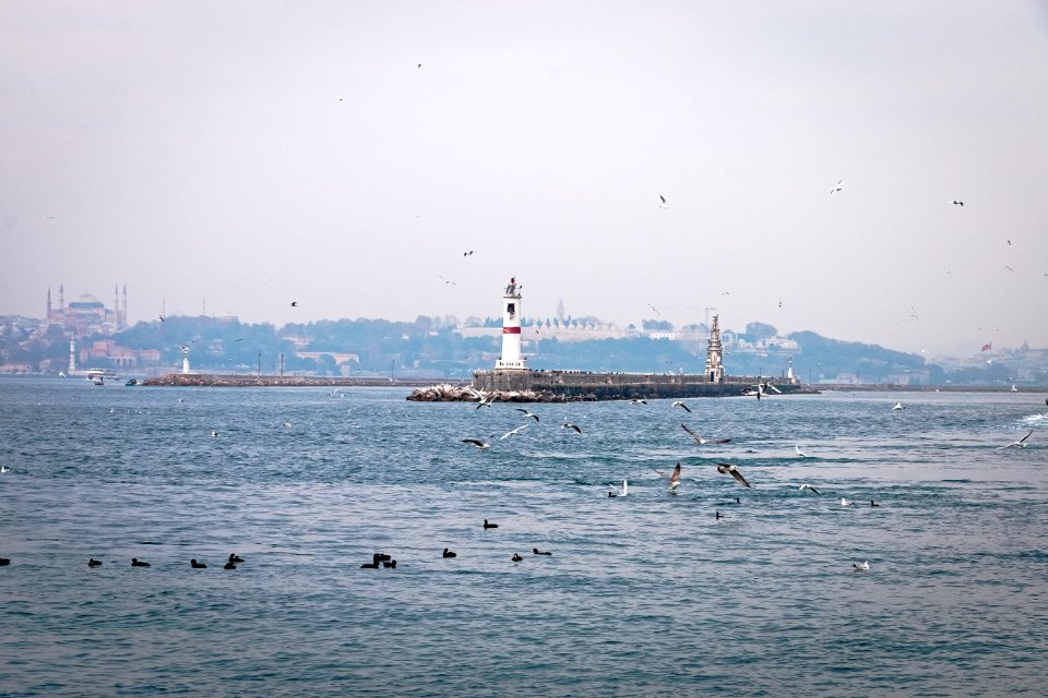 Bosfor and seagulles