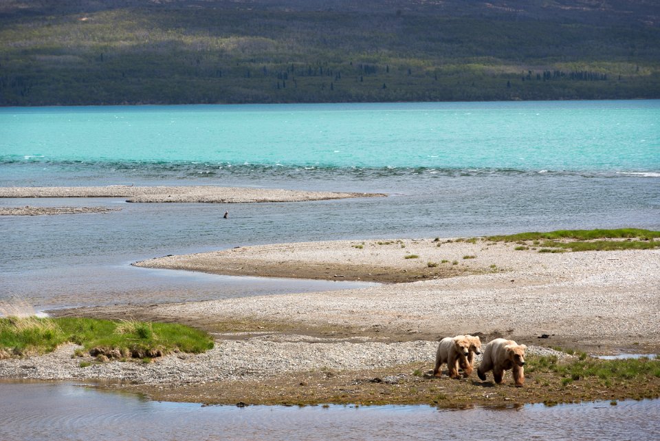 KATM 128 and two cubs NPS Photo R. Taylor