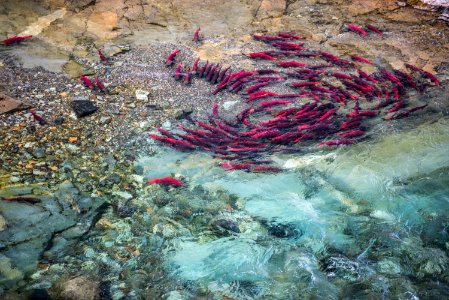Salmon pool together in a stream, Katmai Preserve NPS Photo/Russ Taylor
