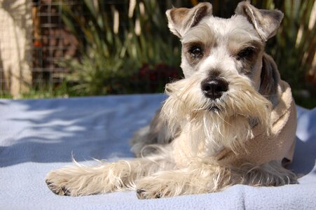 Animal domestic canine