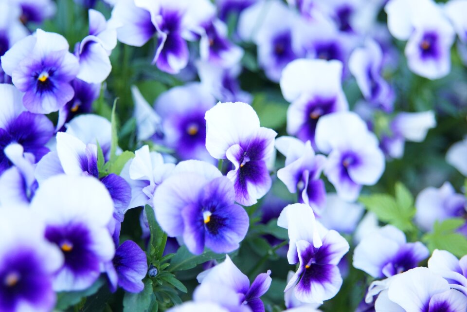 Flowers nature summer