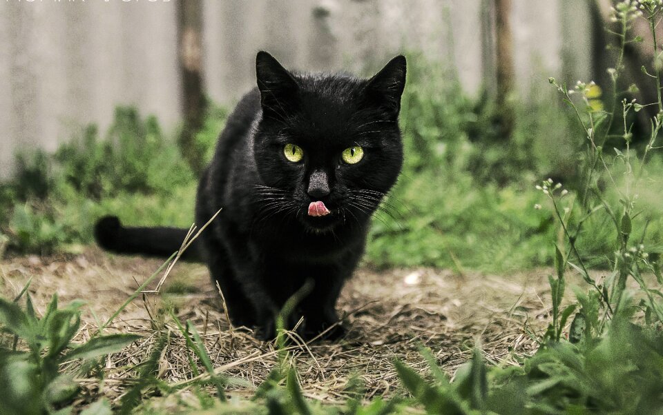 Cute kitten kitty