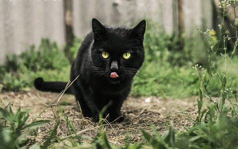 Cute kitten kitty