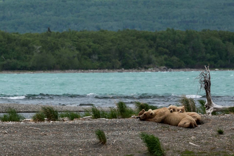 06102017-BrooksRiverNaknekLake-Bear128(Grazer)nappingcubs-RTaylor-NPS