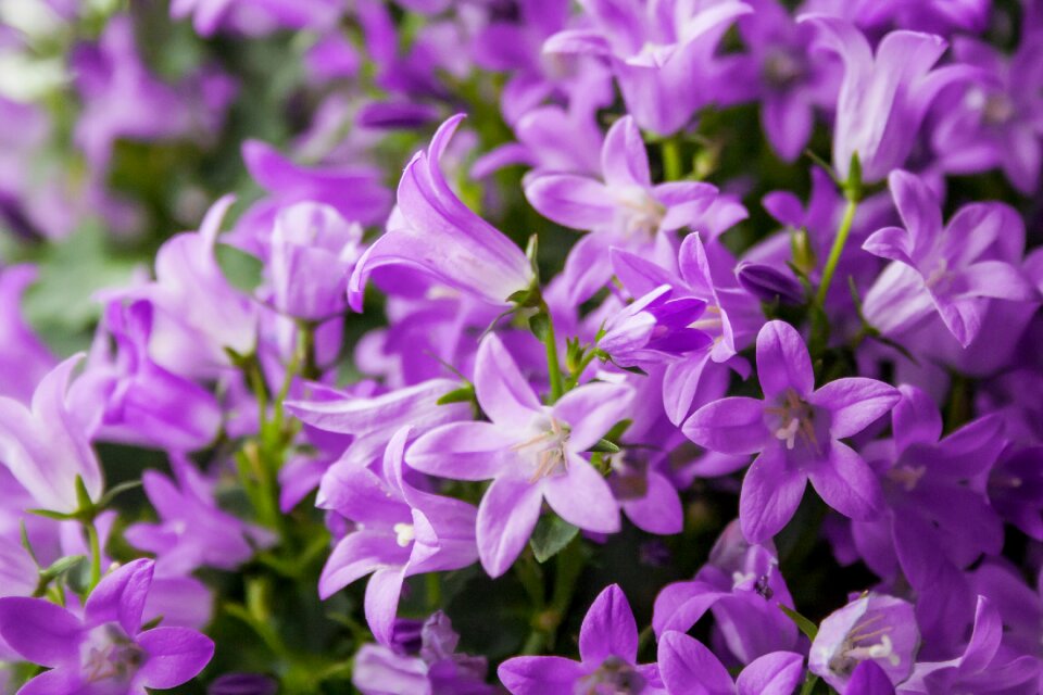 Plant nature purple
