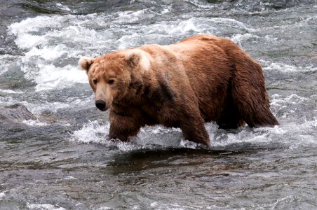 Bear 480 Otis Photo courtesy A. Garduno