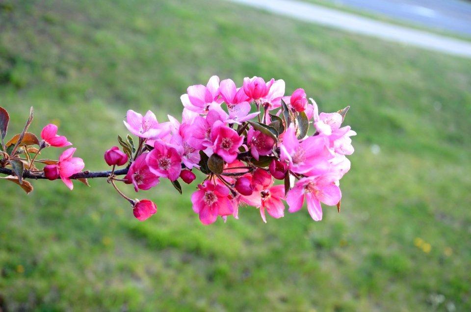 Flower brunch