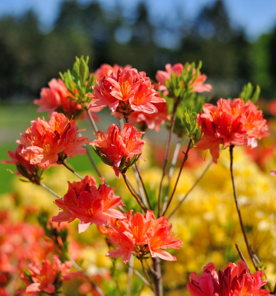 Beautiful flower beauty kiev