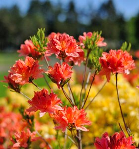 Beautiful flower beauty kiev