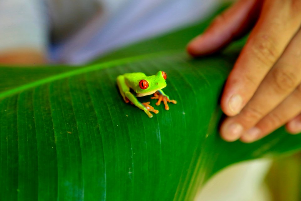 Tortuguero, Costa Rica