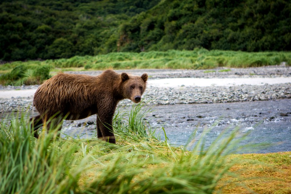 Young adult bear at Geographic Harbor