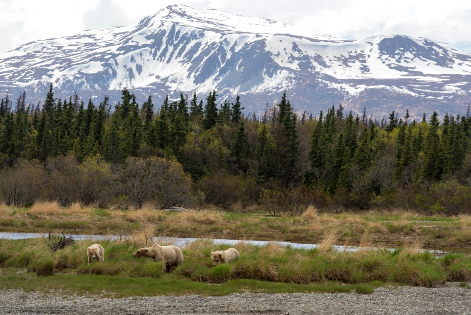 KATM Bear 128 and two cubs May 23, 2018