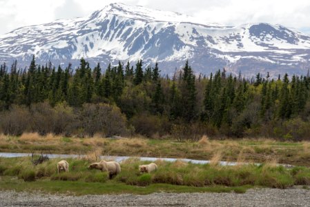 KATM Bear 128 and two cubs May 23, 2018