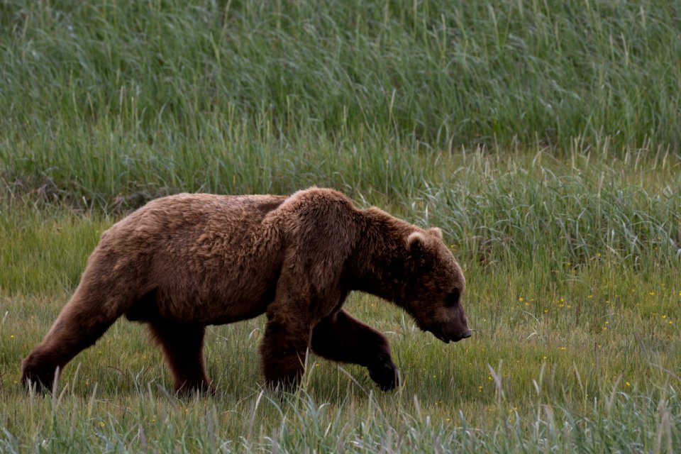 Swikshak-Bears22-JPaluh-6-20-18