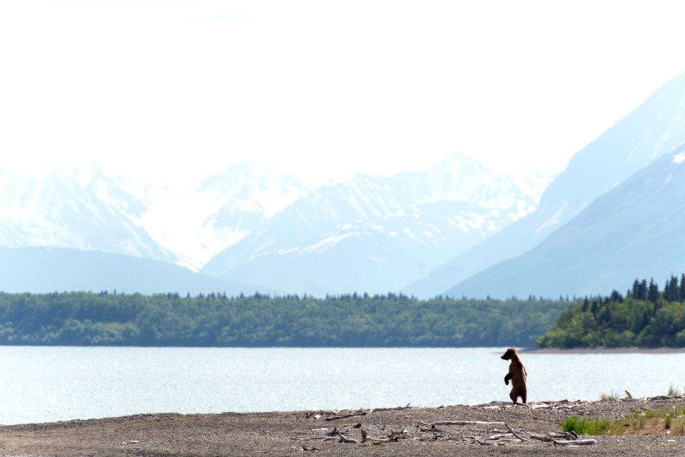 KATM Subadult bear on the lookout NPS Photo/R. Taylor